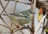 Cerulean Warbler