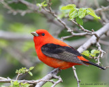 Scarlet Tanager