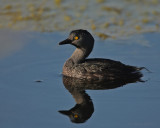 Least Grebe