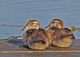 Wood Duck chicks