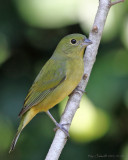 Painted Bunting, female