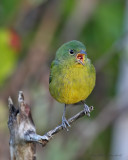 painted Bunting,female