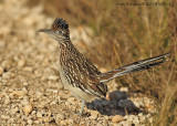 Greater Roadrunner