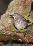 Curved-billed Thrasher