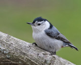 White-breasted-Nuthatch