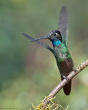 Magnificent Hummingbird