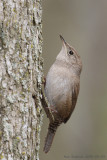 HouseWren.jpg