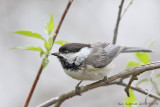 Black-capped Chickadee