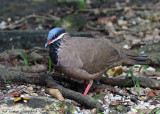 Blue-headed Quile-Dove