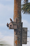 American Kestrel