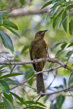 Cuban Oriole ,Endemic