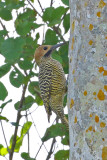 Fernandinas Flicker ,Endemic