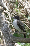 Loggerhead Kingbird