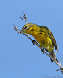 Prairie Warbler