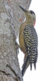 West Indian Woodpecker