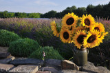 Sunflowers and Lavendar Fields