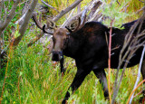 the Moose.jpg