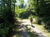 Sunlit forest path