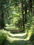 Forest trail