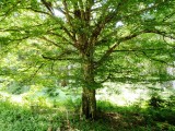 Bright tree