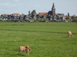 Cattle in a meadow