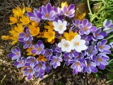 Garden flowers