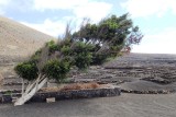 Skewed tree