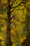 Colors of Fall - Bulgaria