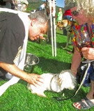 Muffy gets blessed by Priest at St. Francis Blessing of the Animals event