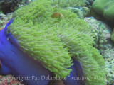 AnemoneAndPinkAnemoneFish.jpg