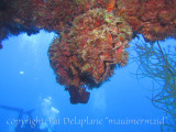 ClamOnWreck2.jpg