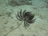 Crinoid.jpg