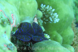 GiantClam2.jpg