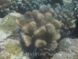 Hard coral