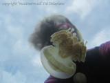 IMG_0115jellySilhouettePat.jpg