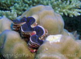 giant clam