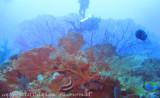 diver behind fan