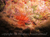 Lionfish.jpg
