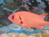 Soldierfish4.jpg