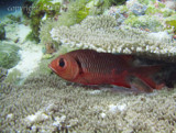 SoldierfishUnderCoral1.jpg