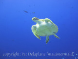 Turtle3.jpg