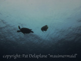 TurtleFolllowedByBatfish-Eating-TurtlePoop.jpg