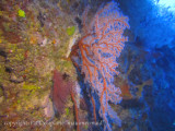 seafan1.jpg