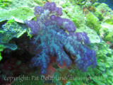 sortcoralPurple2.jpg