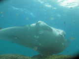 Manta