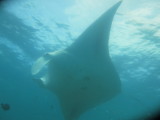 2014-02-13 15:12 manta