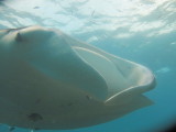 2014-02-13 15:17 manta