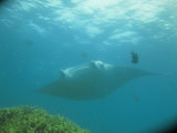 2014-02-13 15:12 manta