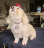 MuffyWithHat-20140815_08.jpg