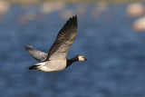 Barnacle Goose / Branta leucopsis / Vitkindad gs